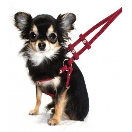 Harnais avec attache avant design MIDOG pour chien